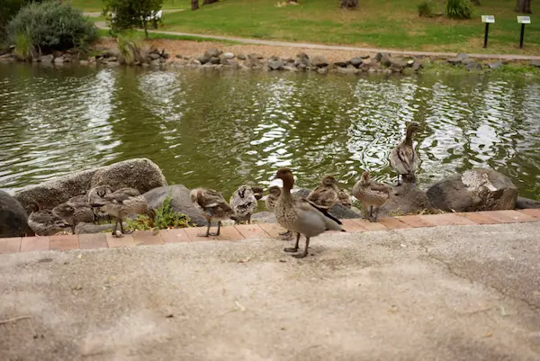 Tamworth Bicentennial Park (22)